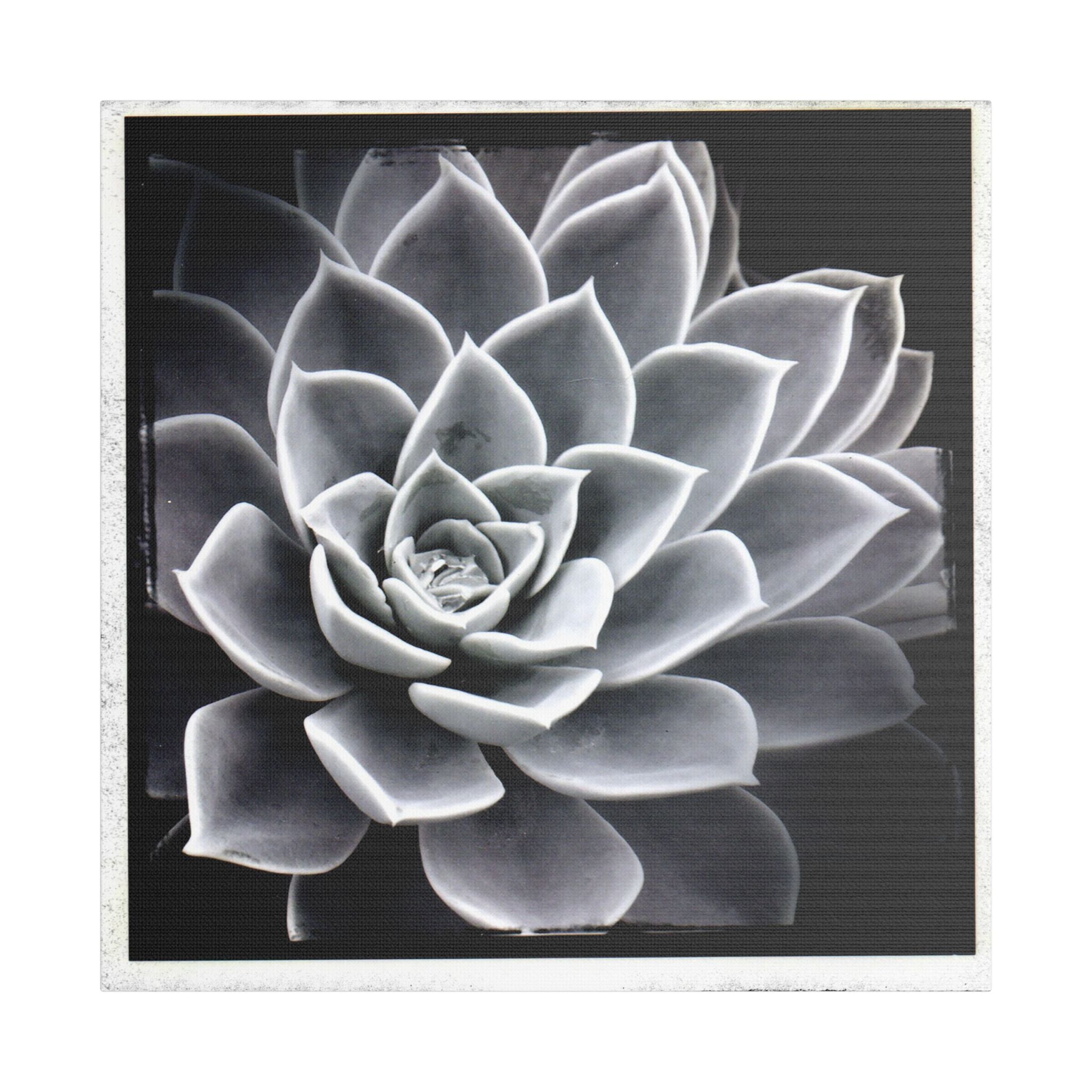 Succa Satin Canvas, Stretched