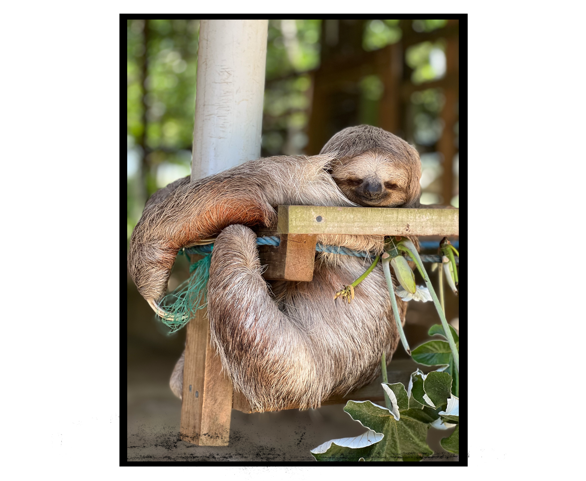 Roatan, Honduras Sloth Calendar, Beach Vibes 2027 Calendar